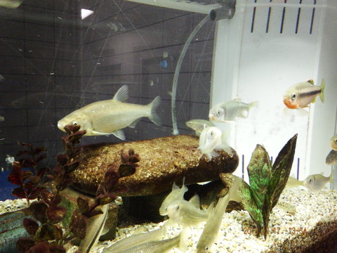 日野川の魚たち